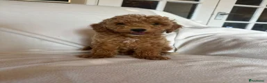 Cockapoo 3