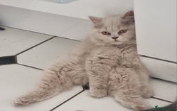 British Shorthair cats for sale: TOP💗 Quality British Shorthair 😻Kittens💋 - Image 3