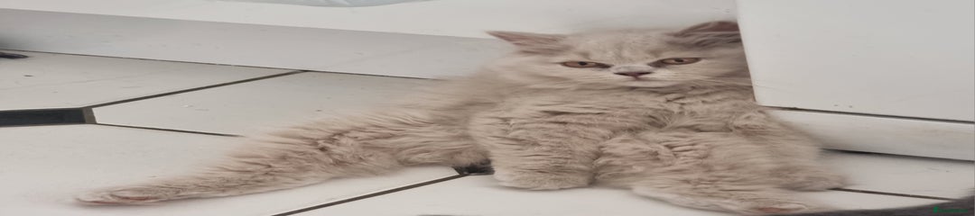 Custard Longhair 