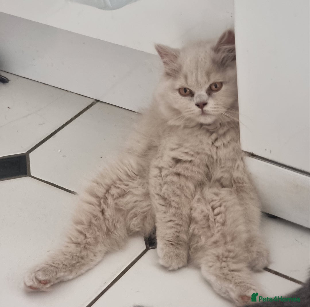 British Shorthair cats for sale: TOP💗 Quality British Shorthair 😻Kittens💋 - Image 3