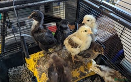 Chickens poultry for sale: Bantam chicks looking for a home  - Image 4