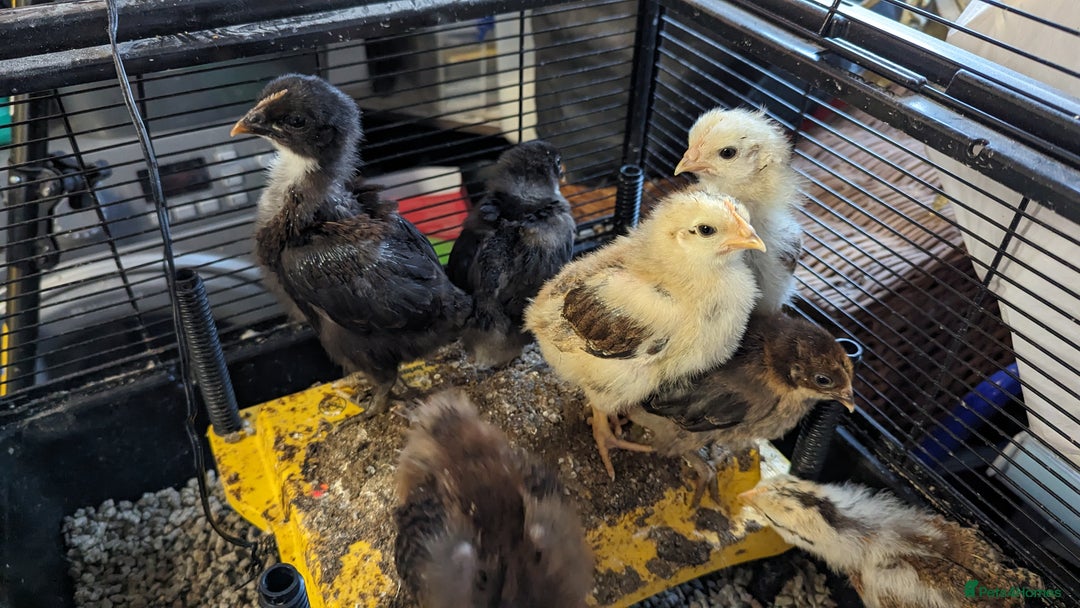 Chickens poultry for sale: Bantam chicks looking for a home  - Image 4