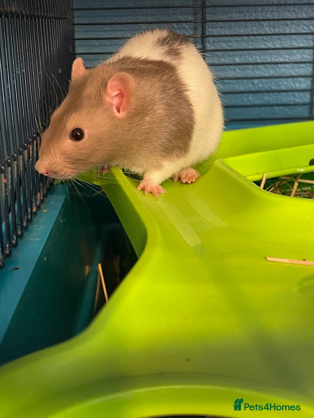 Rat rodents for sale: 2 male rats for rehoming  - Image 3