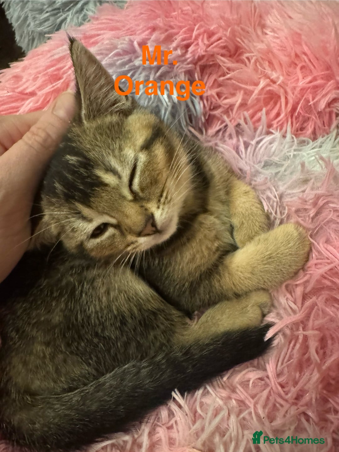 Domestic Shorthair cats for sale: Adorable Loving Kittens Looking for Forever Homes! - Advert 15