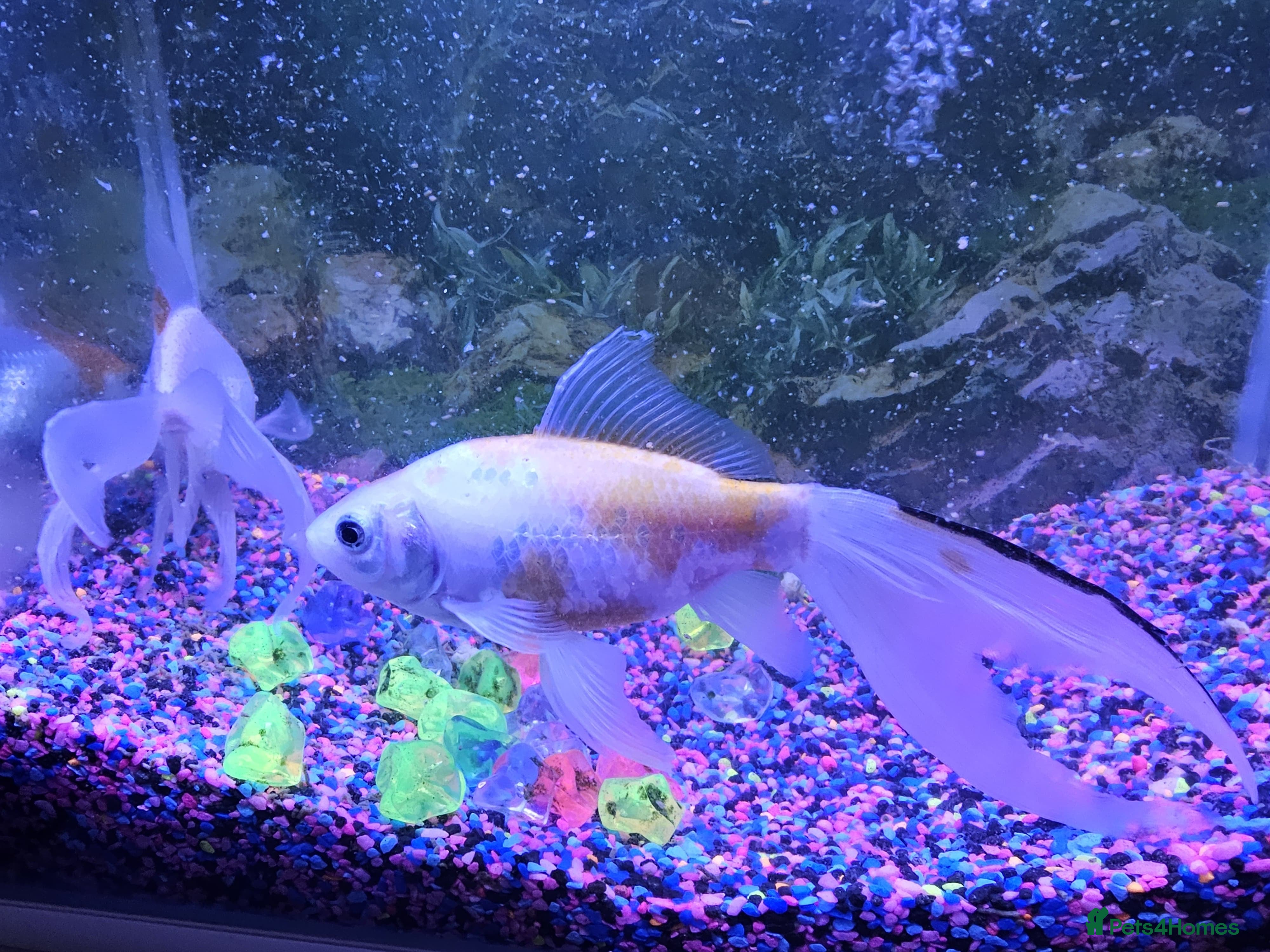 Goldfish fish 2 fish for sale with tank  - Advert 1