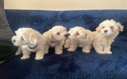 Bichon Frise dogs for sale: 4 adorable bichon puppy’s  - Image 4