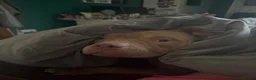 American Bully dogs for sale: Pocket bully  - Advert 7