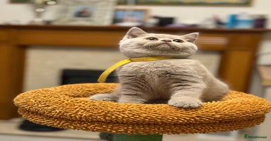 British Shorthair cats - Advert 16