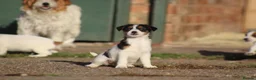 Jack Russell dogs for sale: Jack Russell Puppies for sale - Advert 18