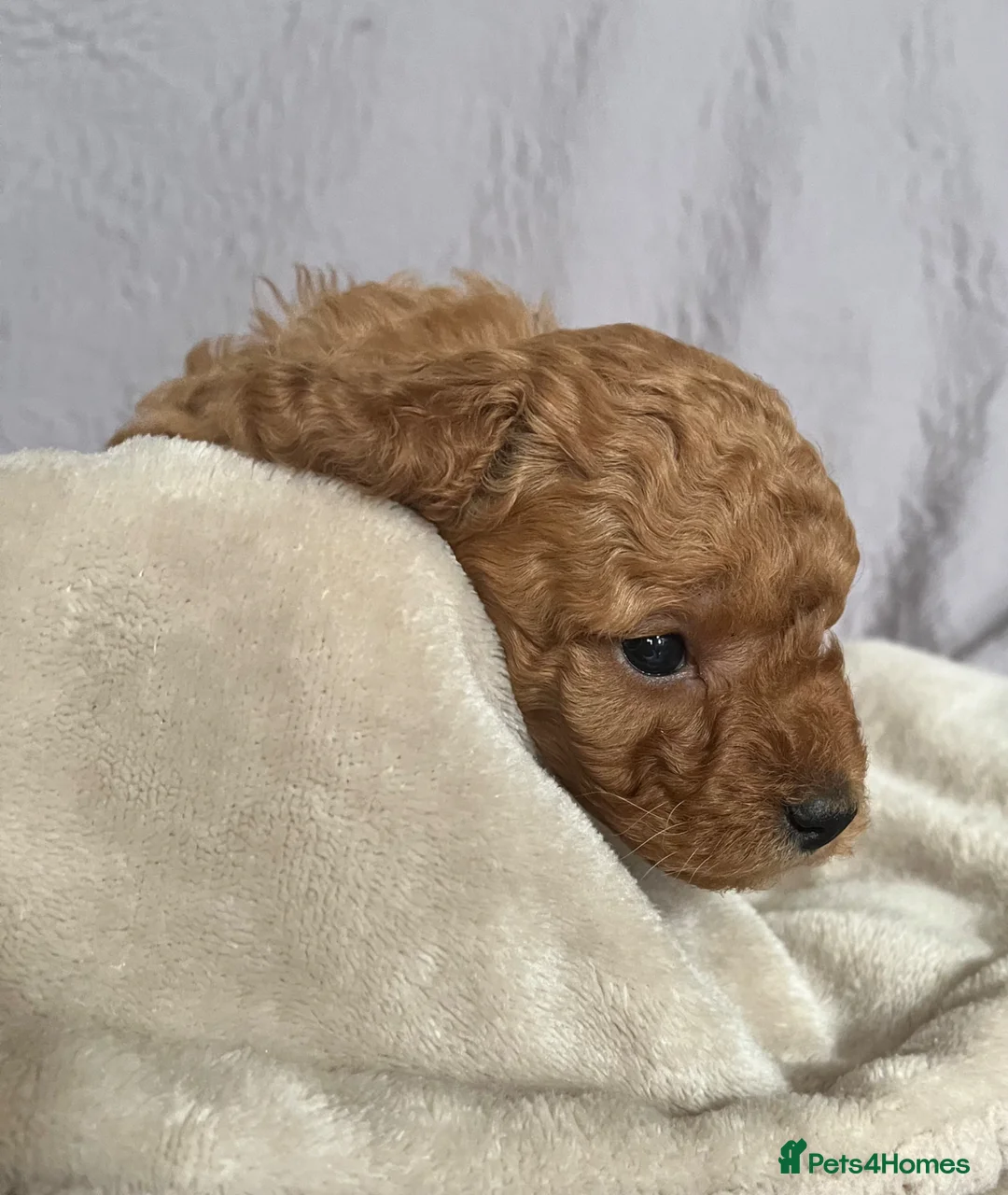 Toy Poodle dogs for sale: Toy Poodle Puppies - Advert 25