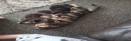 Mixed Breed cats for sale: 4 kittens for sale  - Advert 3