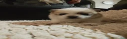Pomchi dogs for sale: 5 beautiful pomchi puppies for sale - Advert 16