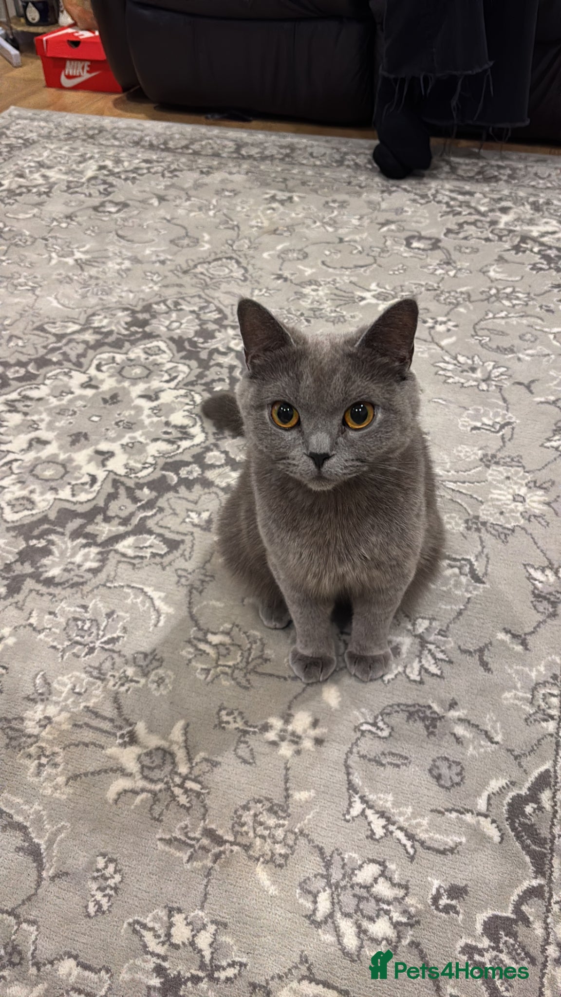 Mixed Breed cats British shorthair mixed black kittens  - Advert 1