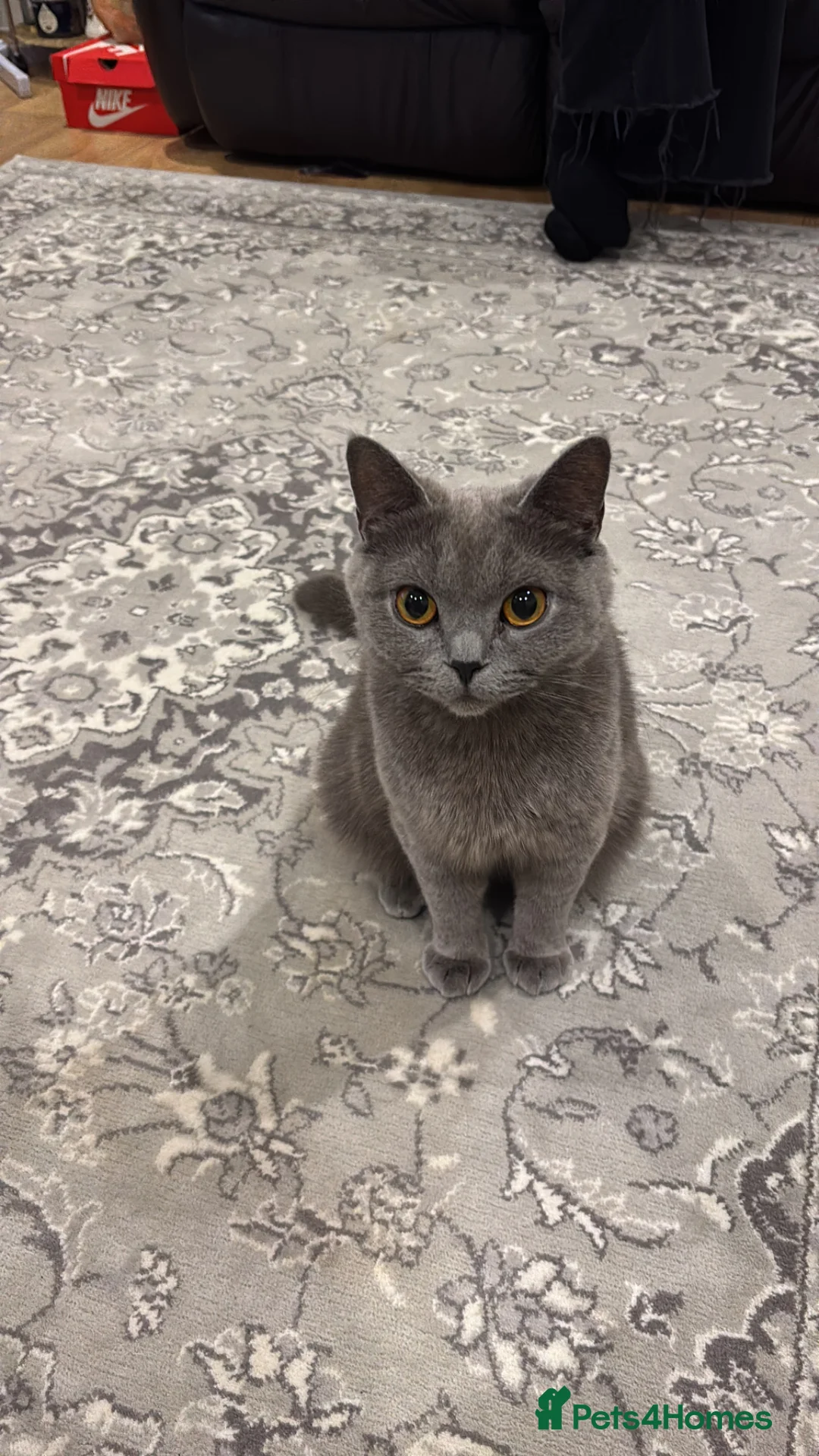 Mixed Breed cats for sale: British shorthair mixed black kittens  - Advert 1