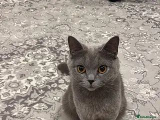 Mixed Breed cats British shorthair mixed black kittens - Advert 1