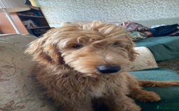 Mini Goldendoodle dogs for sale: Goldendoodle Girl - Image 4