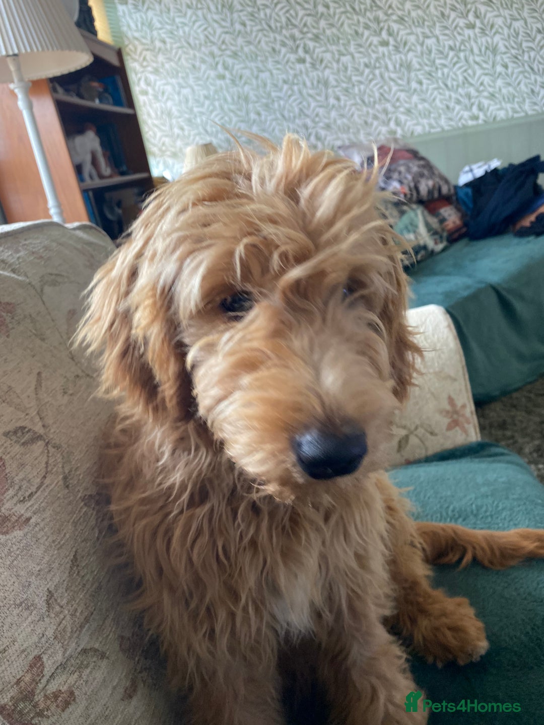 Mini Goldendoodle dogs for sale: Goldendoodle Girl - Image 4