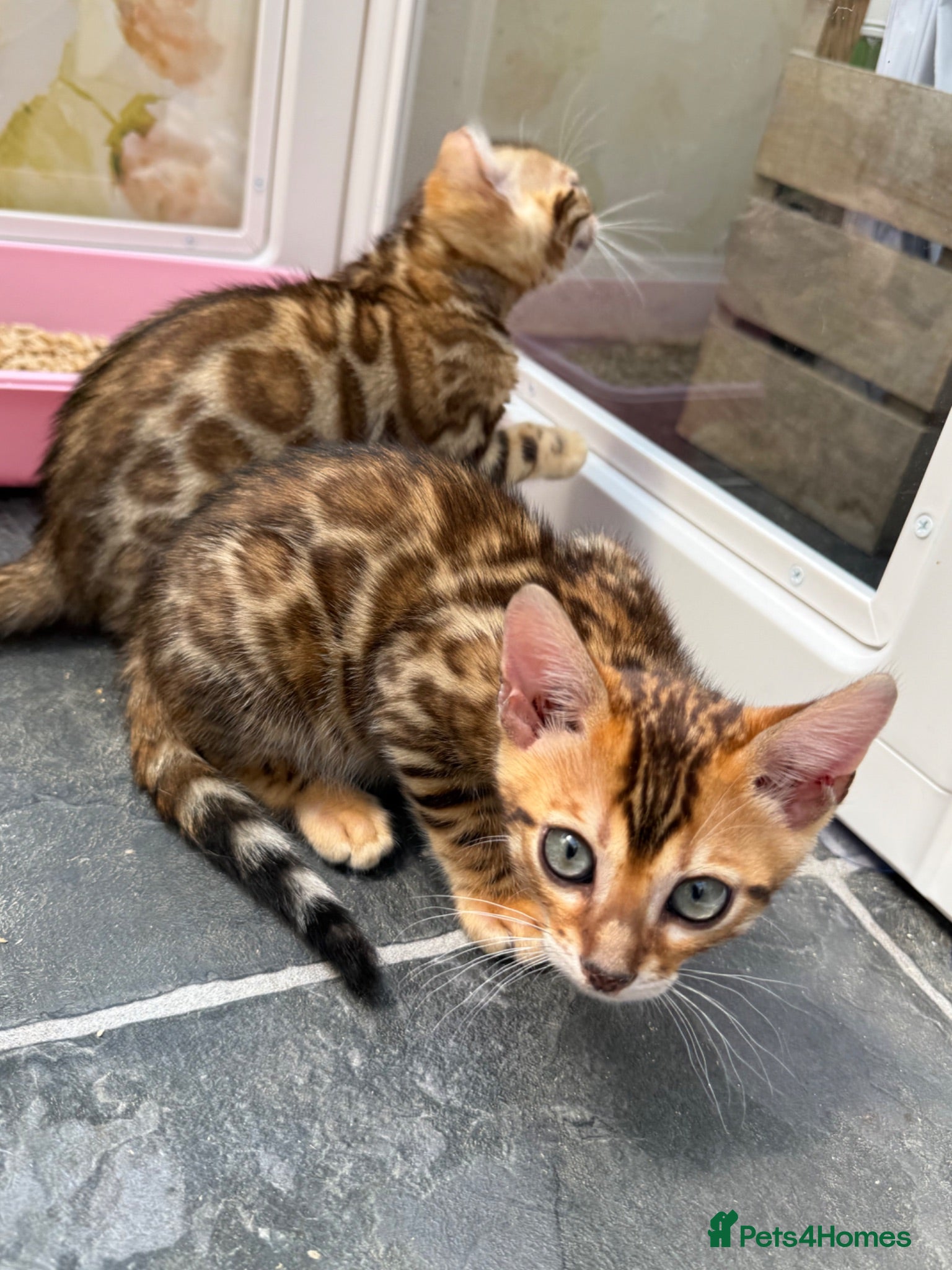 Bengal cats Ready now! 🐾 Pedigree TICA Bengal kittens 🐆  - Advert 1