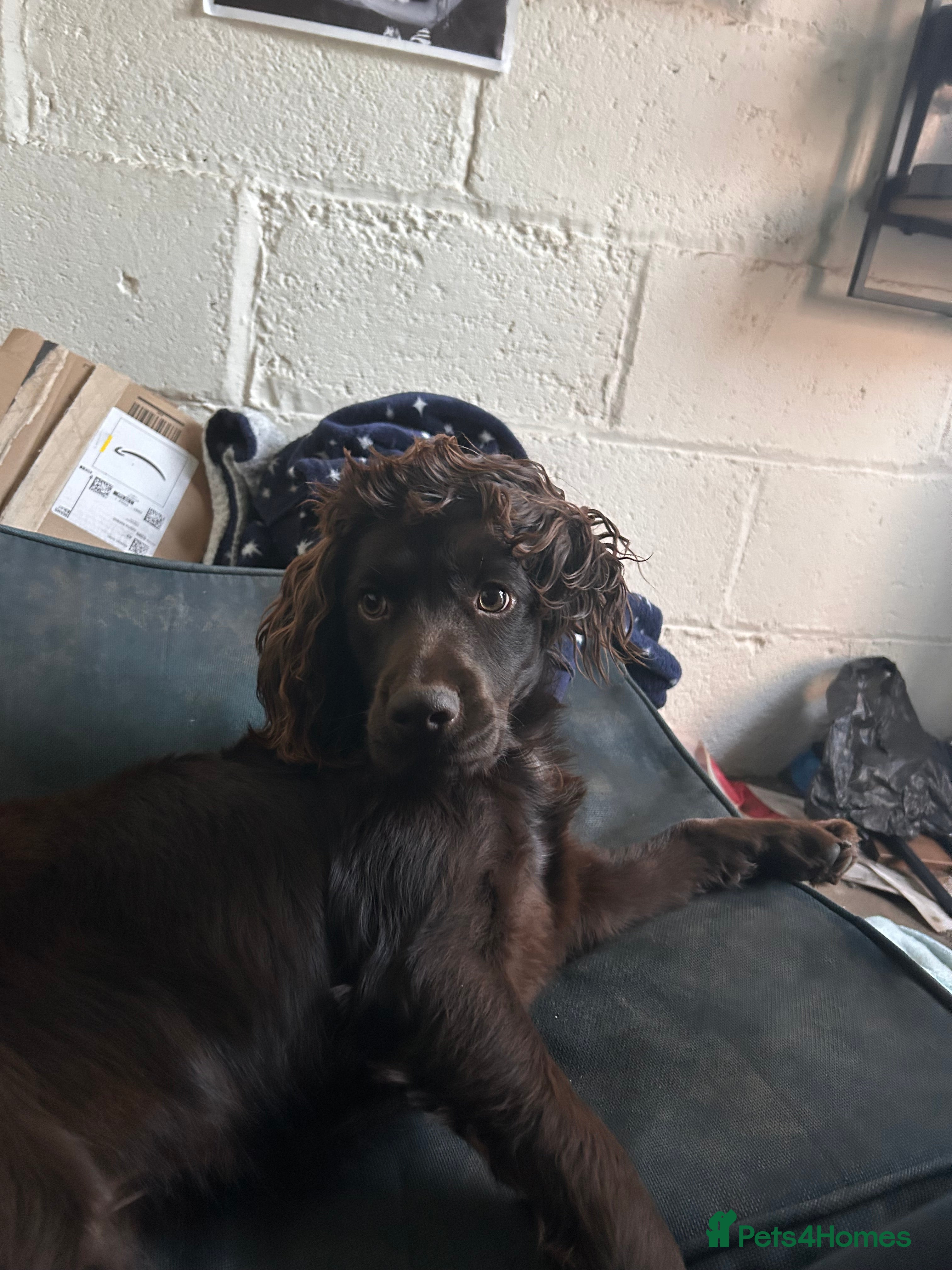 Cocker Spaniel dogs Chocolate brown cocker in need of a home - Advert 1