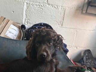 Cocker Spaniel dogs Chocolate brown cocker in need of a home - Advert 1