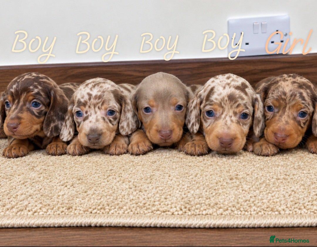 Miniature Dachshund dogs Stunning Dachshund Puppies❤️Reservations Now Open! - Advert 13