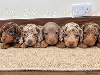 Miniature Dachshund dogs Stunning Dachshund Puppies❤️Reservations Now Open! - Advert 13
