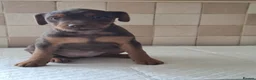 Patterdale Terrier dogs for sale: Strong, healthy, chunky Patterdale Puppies - Advert 11