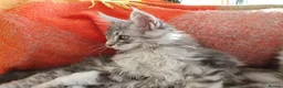 Maine Coon cats for sale: TICA REGISTERED GORGEOUS MAINE COONKITTENS - Advert 22