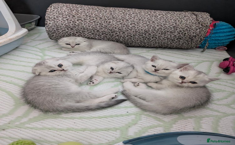 Scottish Fold cats 🥰 Scottish fold kitties for loving homes 💗 - Advert 3