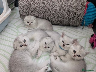 Scottish Fold cats 🥰 Scottish fold kitties for loving homes 💗 - Advert 3