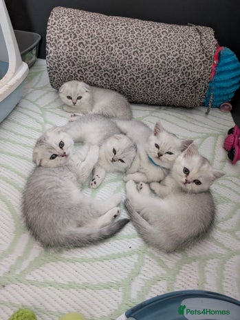 Scottish Fold cats 🥰 Scottish fold kitties for loving homes 💗 - Advert 3