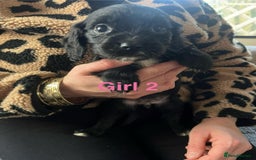 Cocker Spaniel dogs for sale: 8 Beautiful Cavalier X Cocker Spaniel Puppies - Image 5