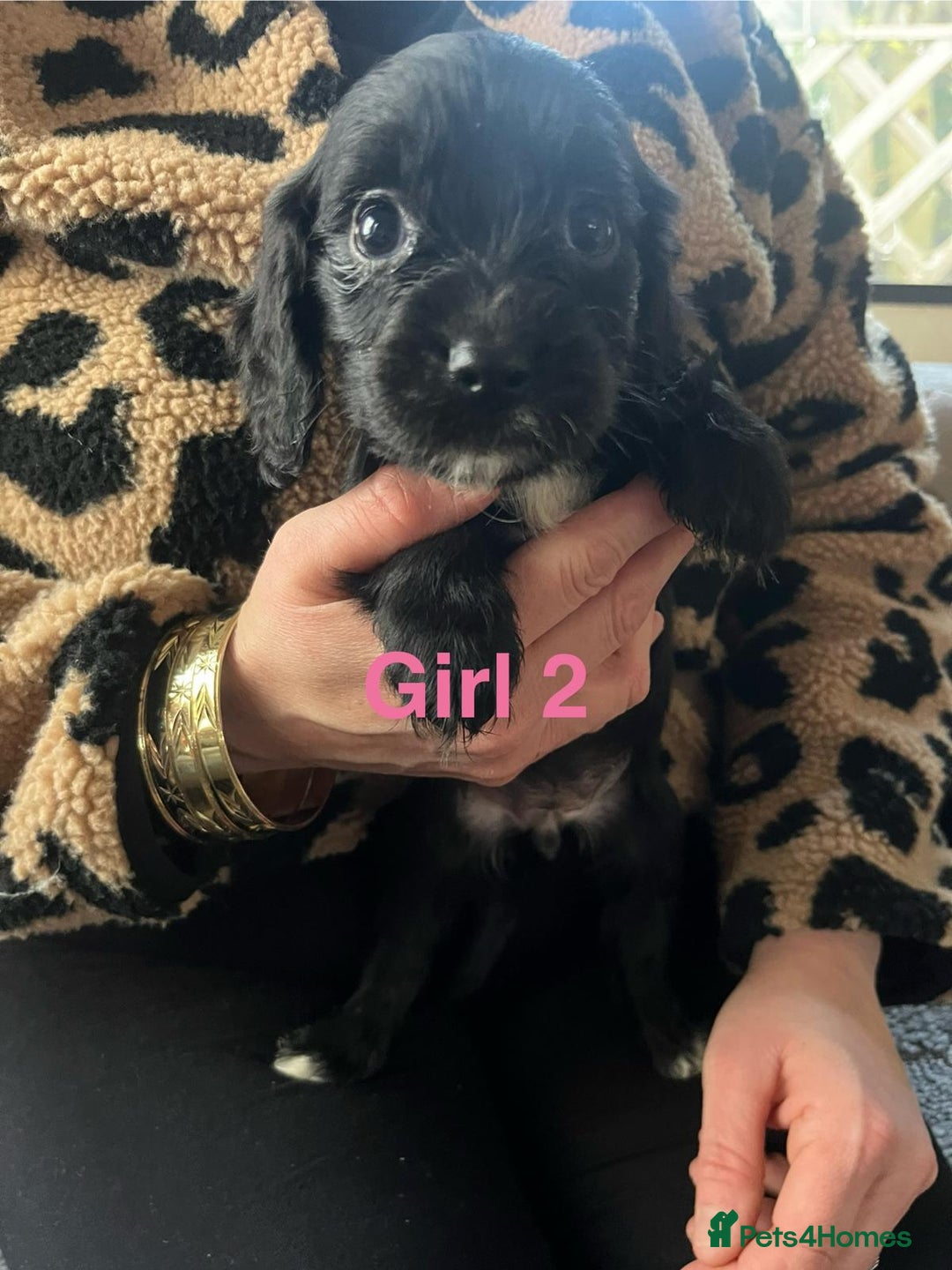 Cocker Spaniel dogs for sale: 8 Beautiful Cavalier X Cocker Spaniel Puppies - Image 5