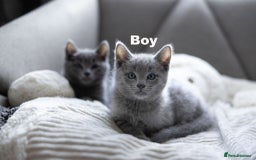 Russian Blue cats for sale: Pure Russian Blue Kittens Available  - Image 12