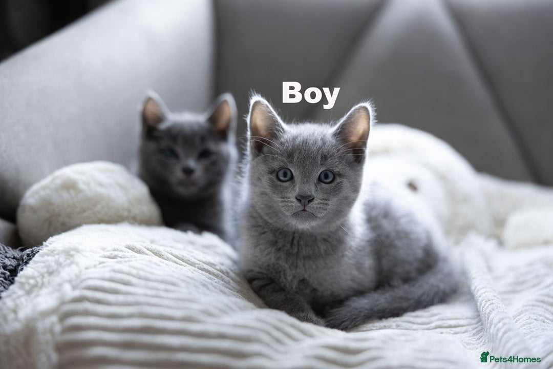 Russian Blue cats for sale: Pure Russian Blue Kittens Available  - Image 12