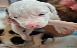 Border Collie dogs for sale: Border Collie pups for sale - Image 11