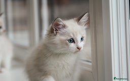 Ragdoll cats for sale: 🐈✨ Tica Registered Ragdoll Kittens in Tamworth - Image 22