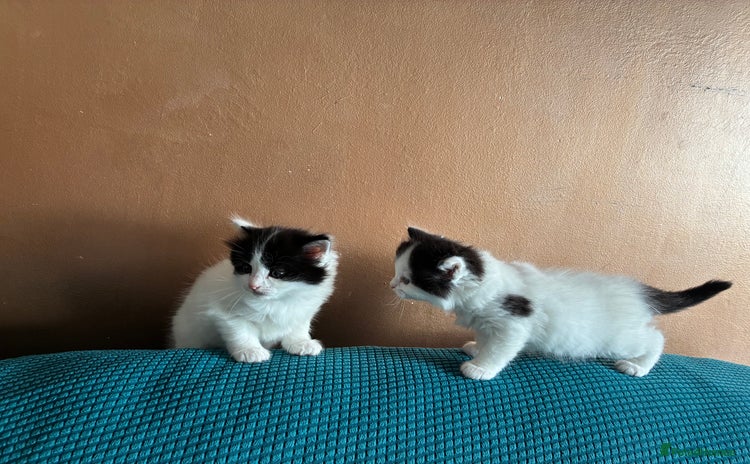 Ragdoll cats - Advert 12