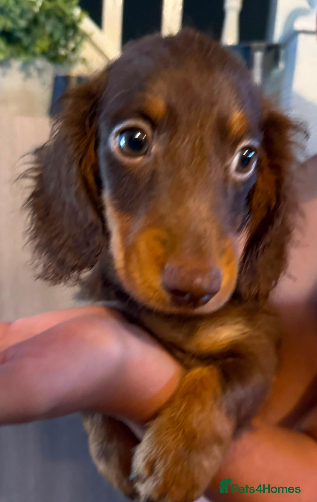 Dachshund dogs READY TO LEAVE!🥰 1 BOY LEFT AVAILABLE🥰 - Advert 1