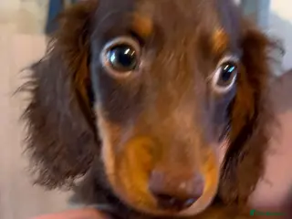 Dachshund dogs READY TO LEAVE!🥰 1 BOY LEFT AVAILABLE🥰 - Advert 1
