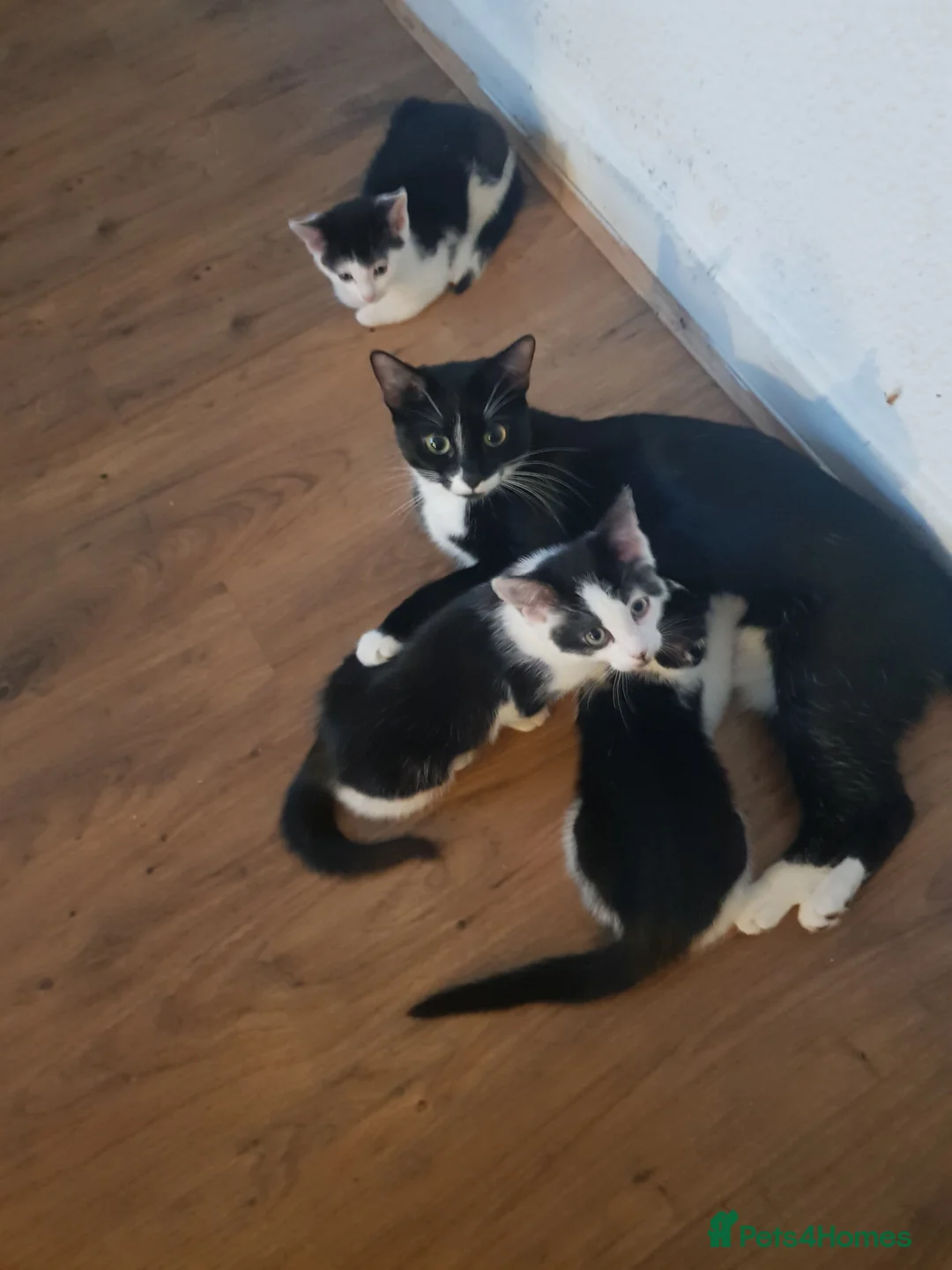 European cats for sale: 3 Adorable Kittens Looking for a Loving Home - Advert 1