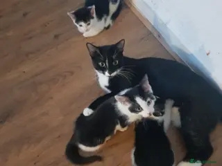 European cats 3 Adorable Kittens Looking for a Loving Home - Advert 6