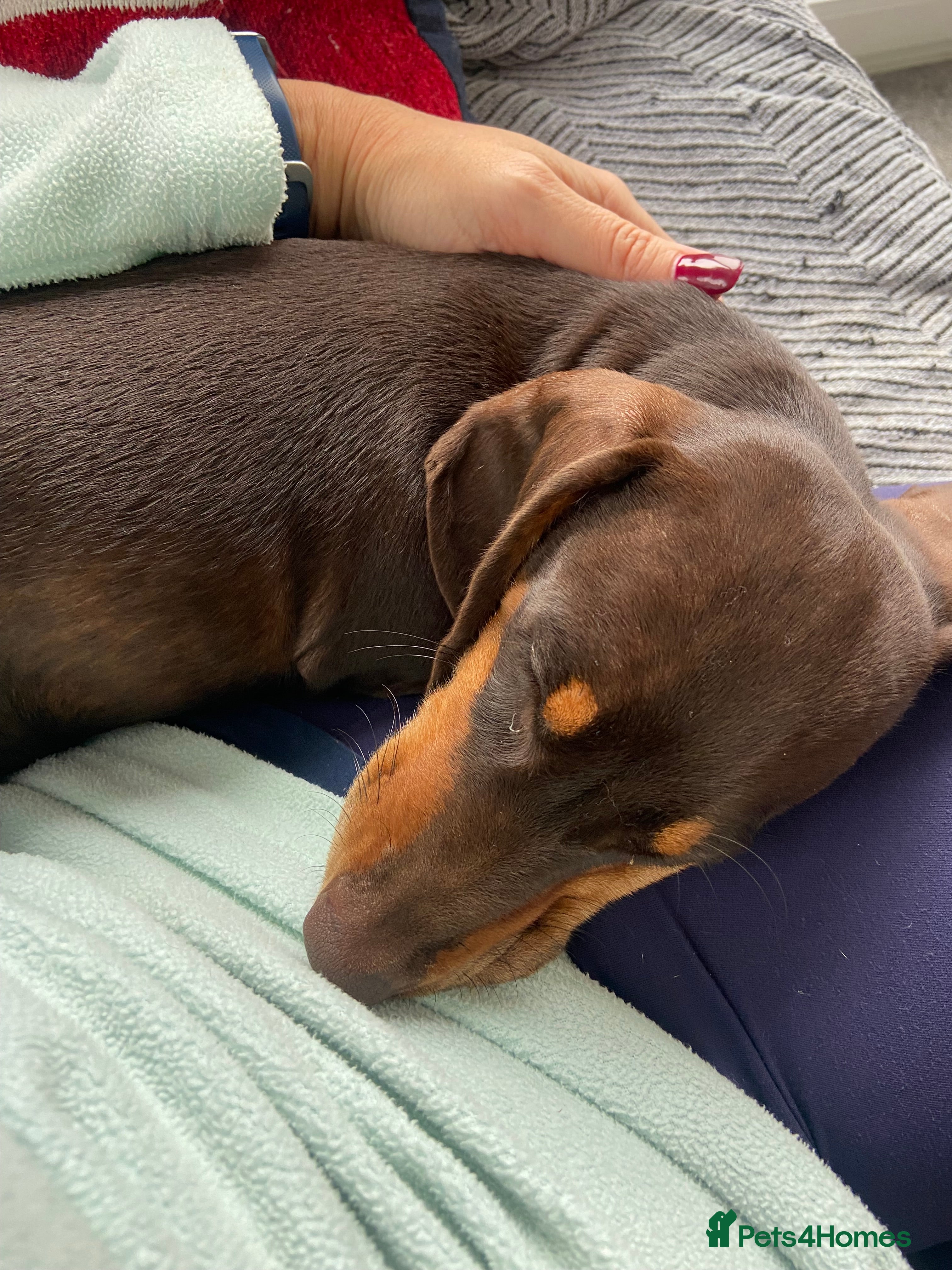 Miniature Dachshund dogs Mini daschund boy, 6 months, so lovely! - Advert 1