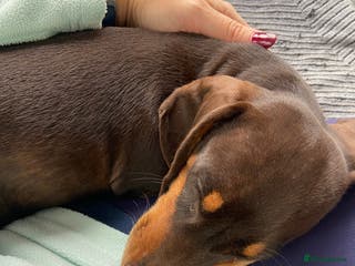 Miniature Dachshund dogs Mini daschund boy, 6 months, so lovely! - Advert 1