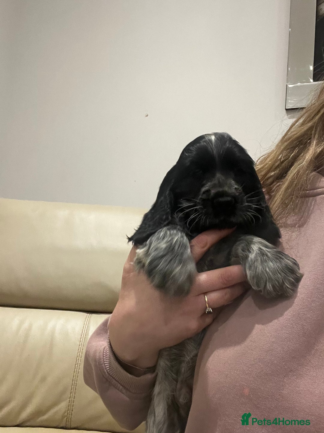 Cocker Spaniel dogs for sale: Show Cocker Spaniel Boys- Ready now - Advert 2