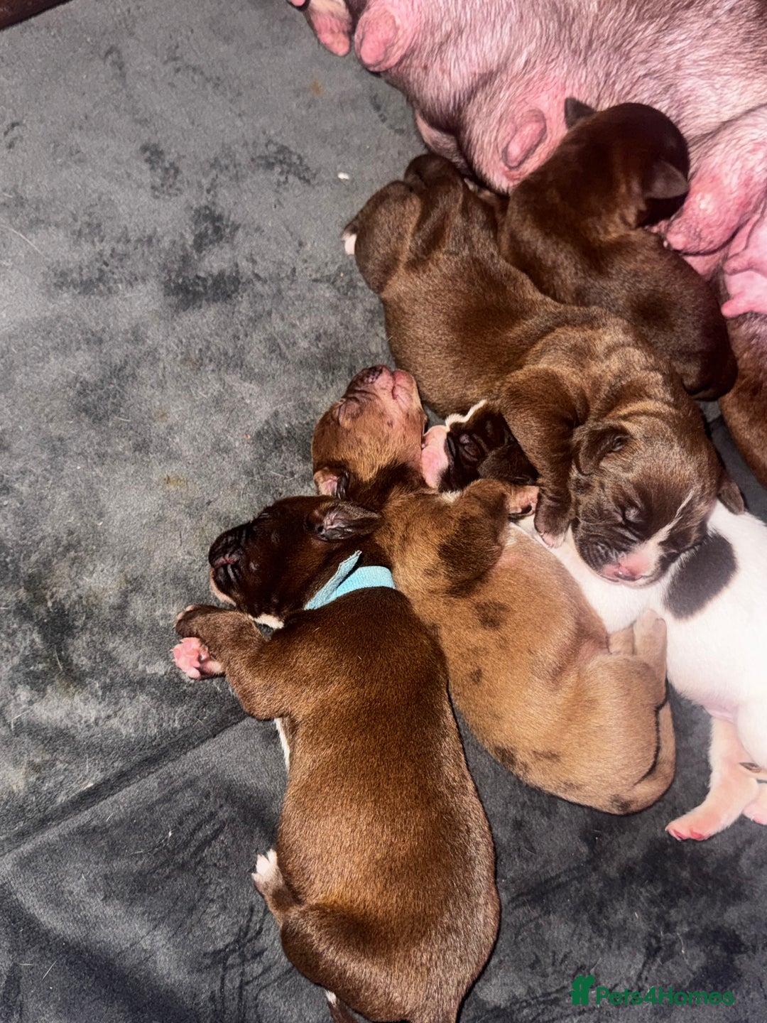 Mixed Breed dogs for sale: American bully x springer spaniel puppies  - Advert 4