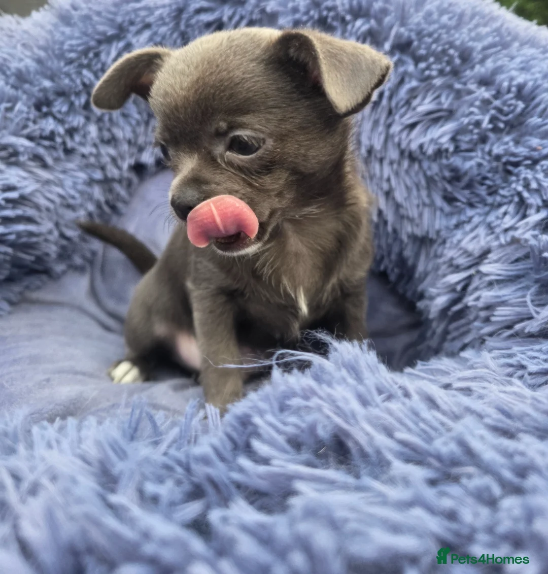 Chihuahua dogs for sale: Chihuahua Boy 1 left - Advert 1