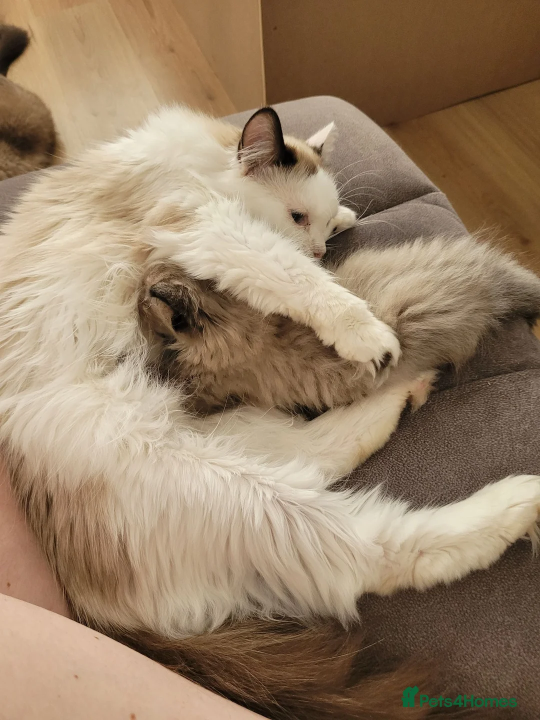 Ragdoll cats for sale: Male Ragdoll kitten AVAILABLE NOW - Advert 2