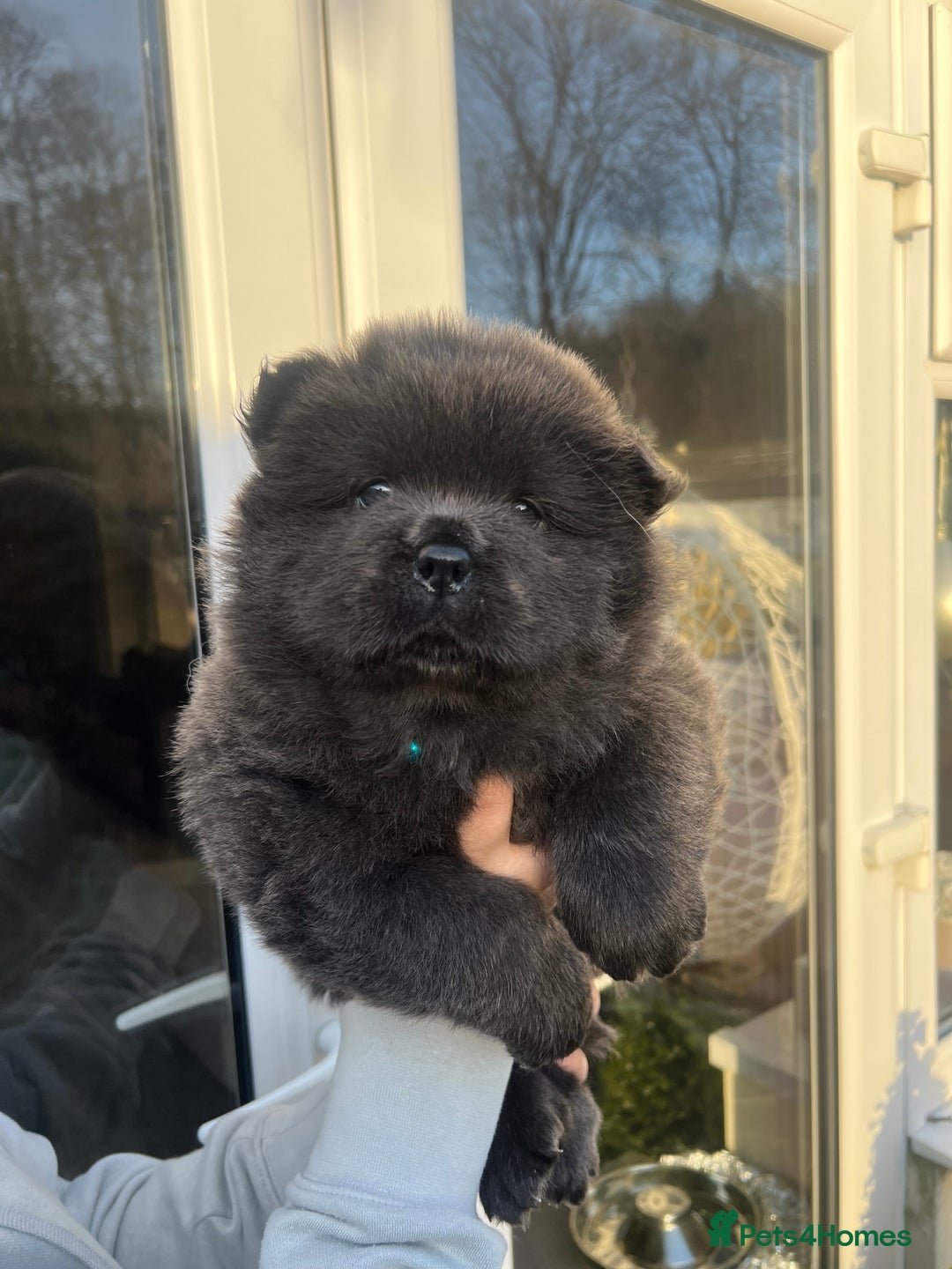 Chow Chow dogs for sale: Beautiful Black and Blue Chow Chow 🖤💙 - Advert 17