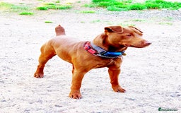Patterdale Terrier dogs for sale: Quality Patterdale Terrier Pups - Image 6